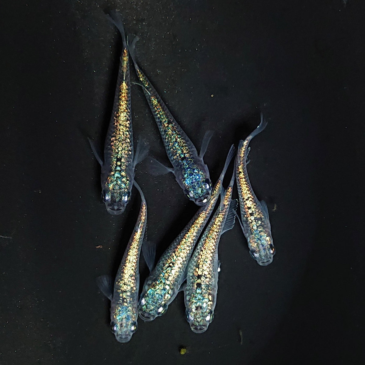 【稚魚】ネプチューン 稚魚10匹