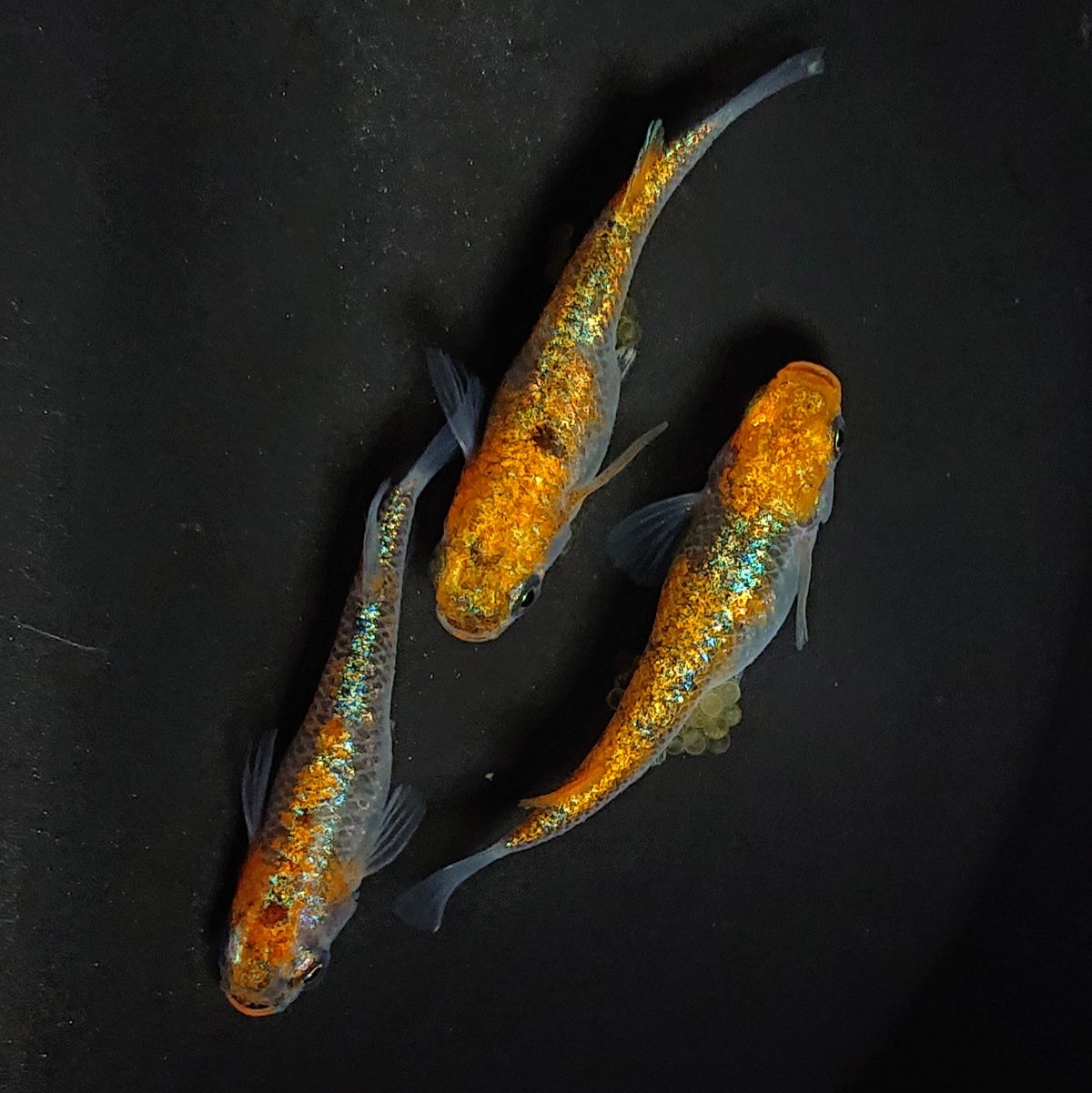 【稚魚】大輝 稚魚10匹