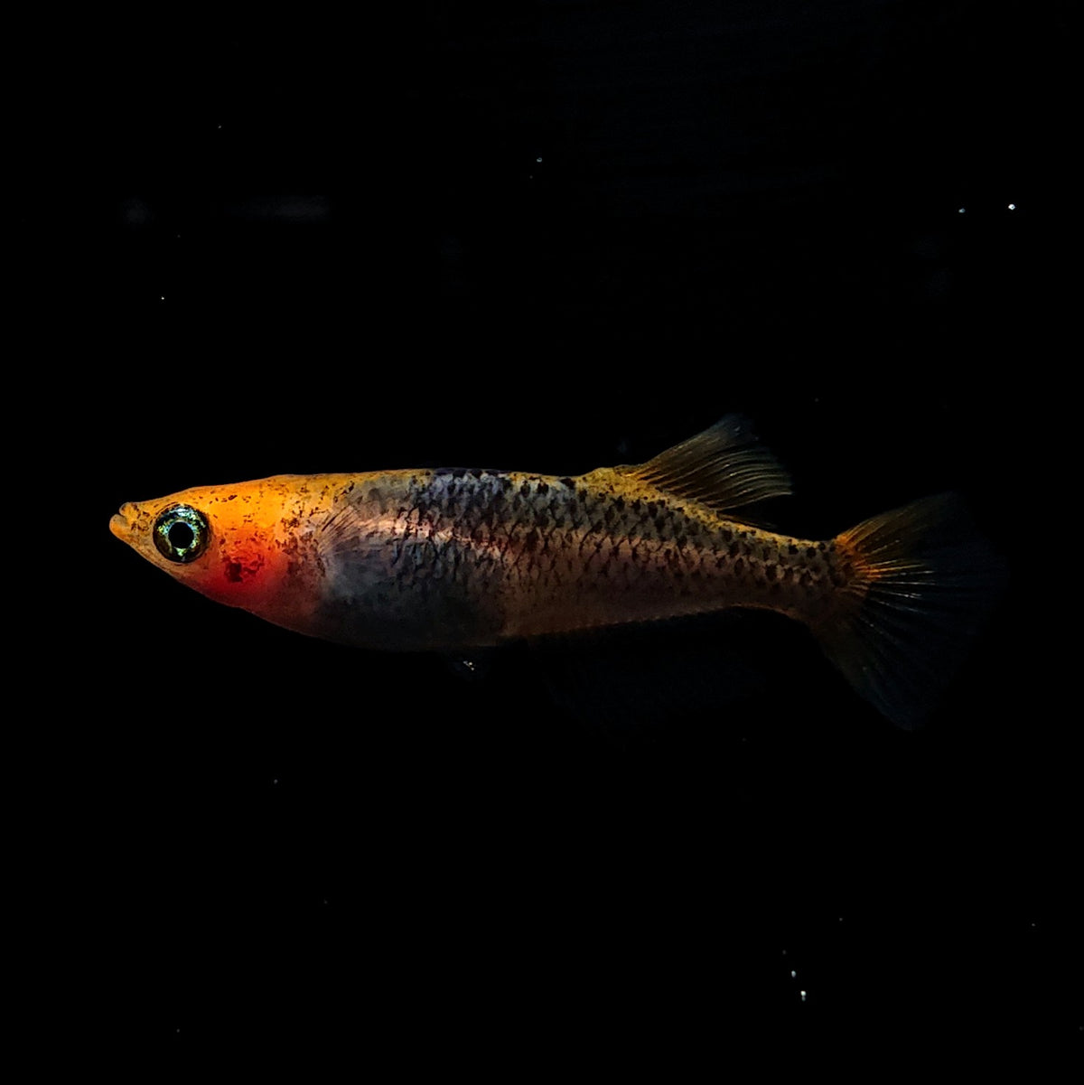 【稚魚】かぐや 稚魚10匹