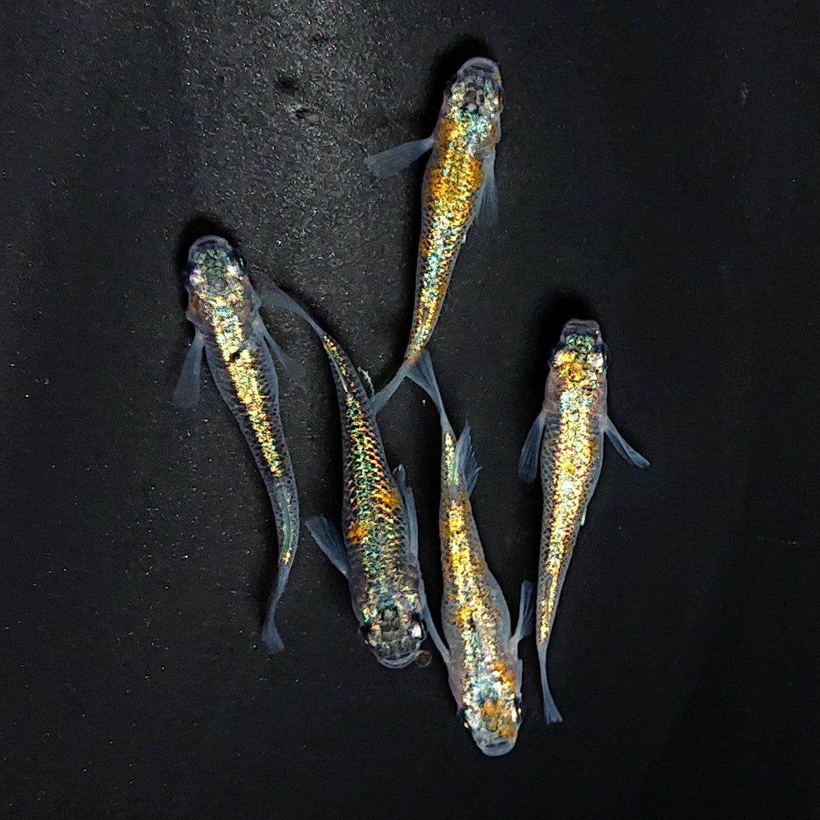 【稚魚】クラース 稚魚10匹