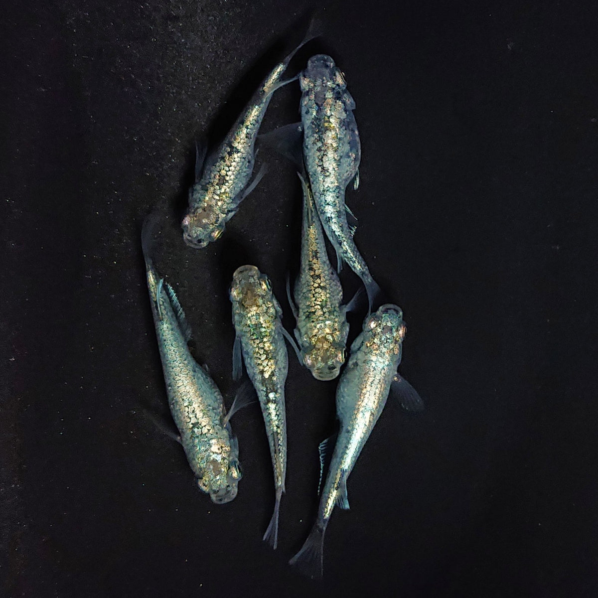 【稚魚】レックウザ 稚魚10匹
