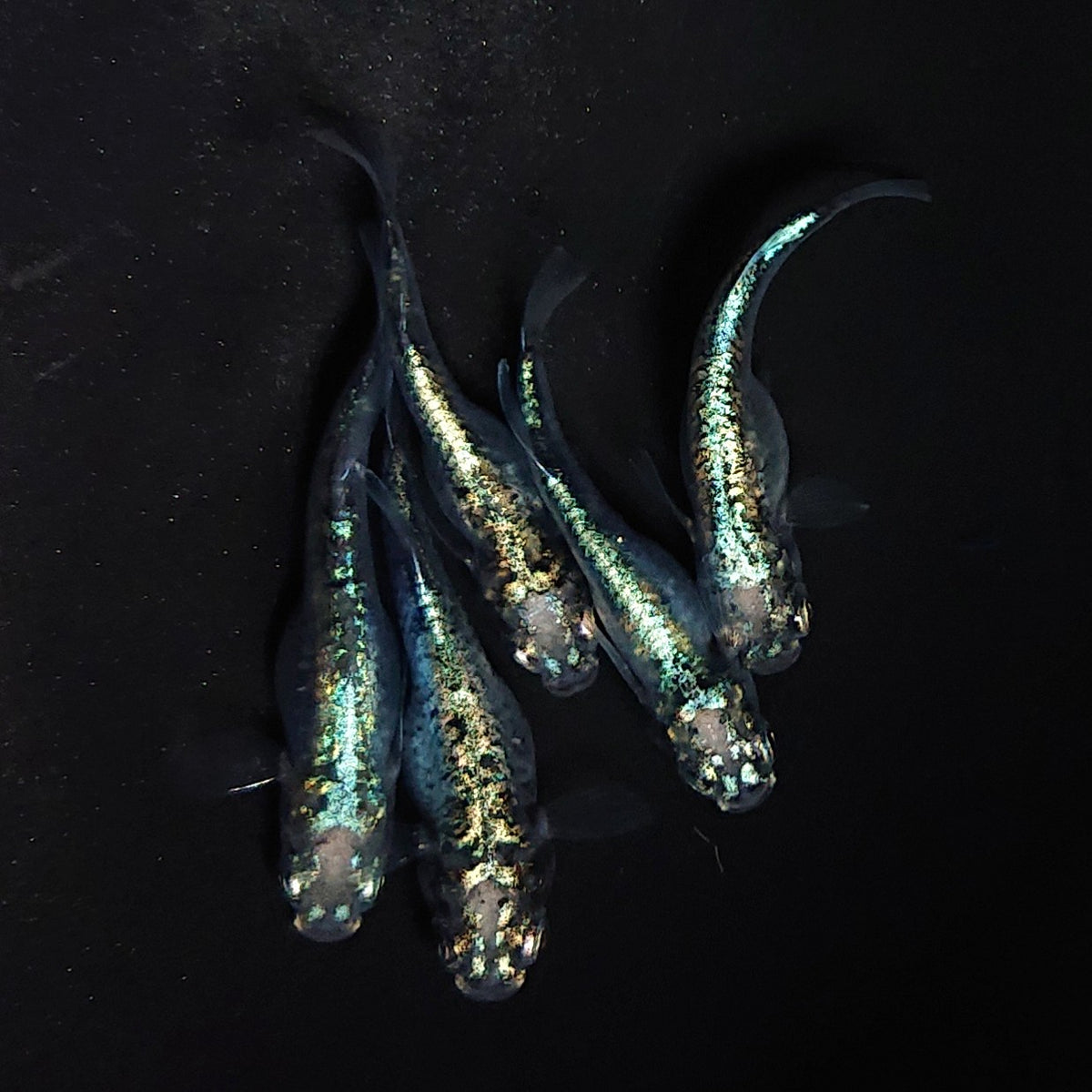 【稚魚】墨武 稚魚10匹