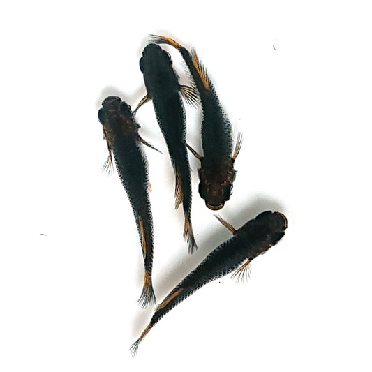 【稚魚】夢神 稚魚10匹