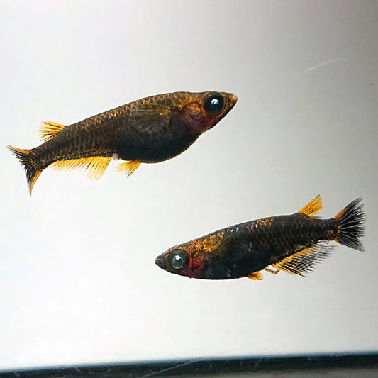【稚魚】アトラスブループピラ 稚魚10匹