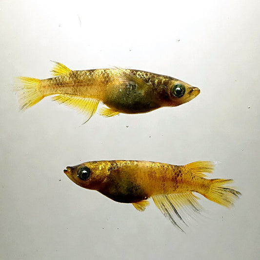 【稚魚】金閣 稚魚10匹