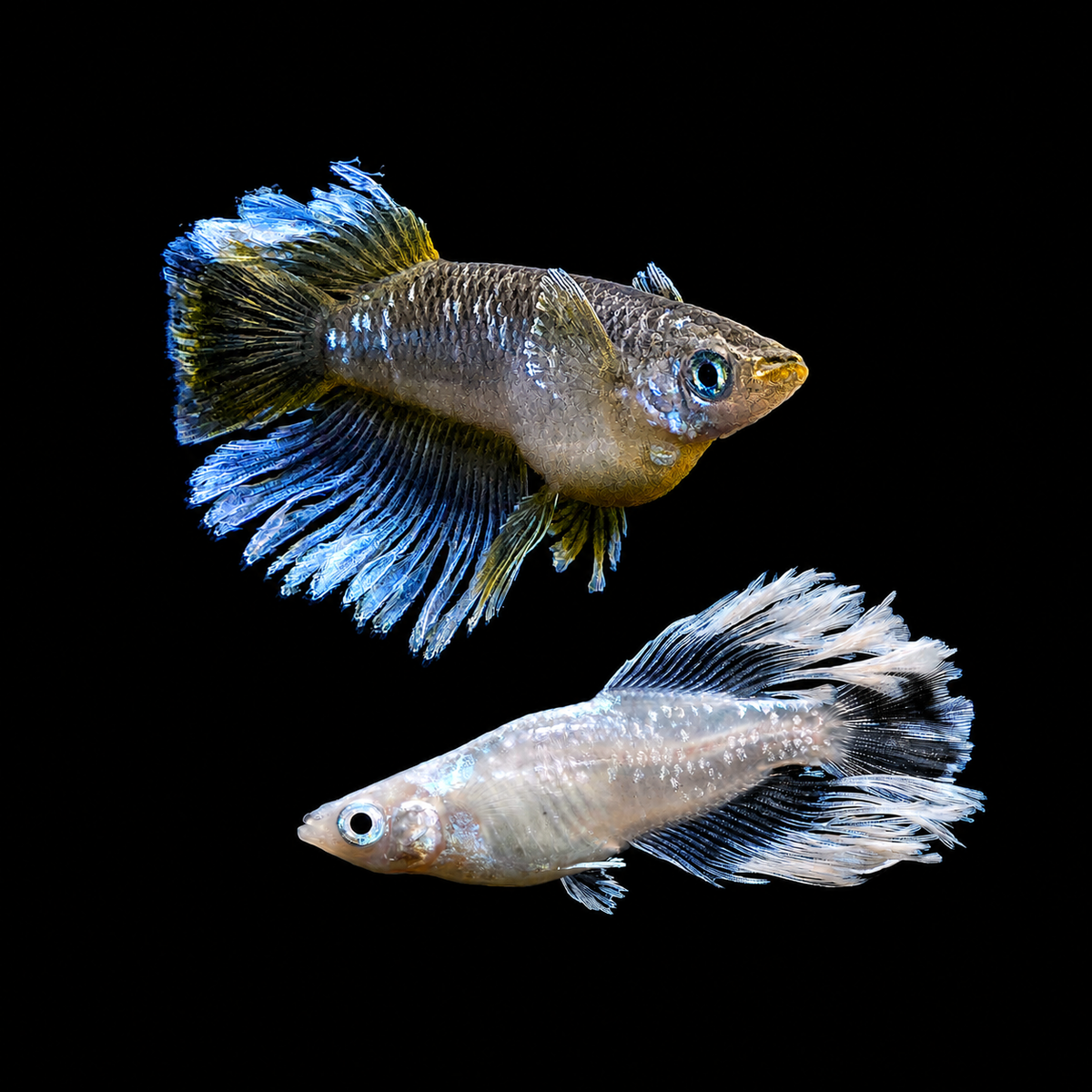 LONG FIN/ヒレ長