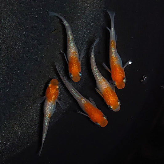 【稚魚】紅白ラメ　稚魚10匹