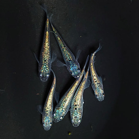 【稚魚】ネプチューン　稚魚10匹