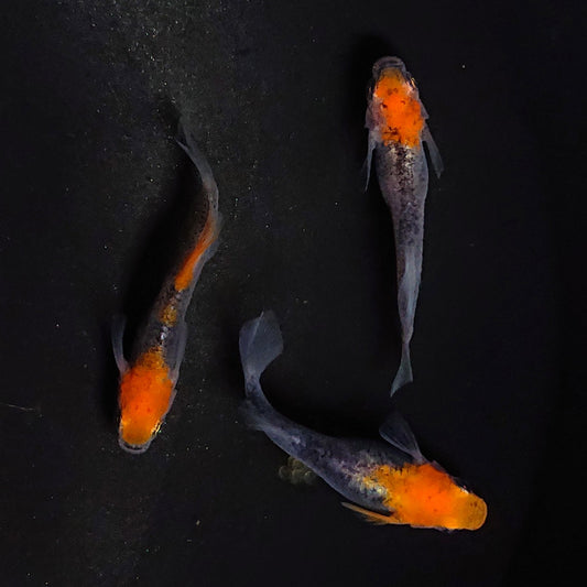 【稚魚】かぐや　稚魚10匹