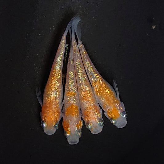王華　稚魚10匹