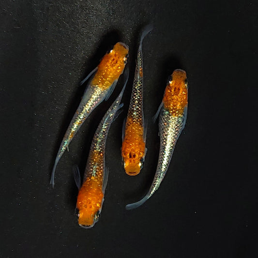 煌　成魚5匹