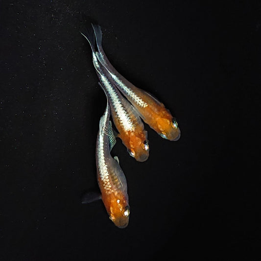 【稚魚】アマテラスエボリューション　稚魚10匹