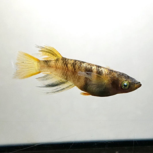 【稚魚】金閣　稚魚10匹