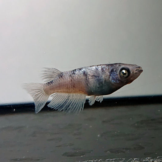【稚魚】和墨白銀　稚魚10匹