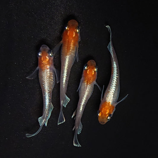 【稚魚】深紅のデーンモルフォキッシングΩ　稚魚10匹