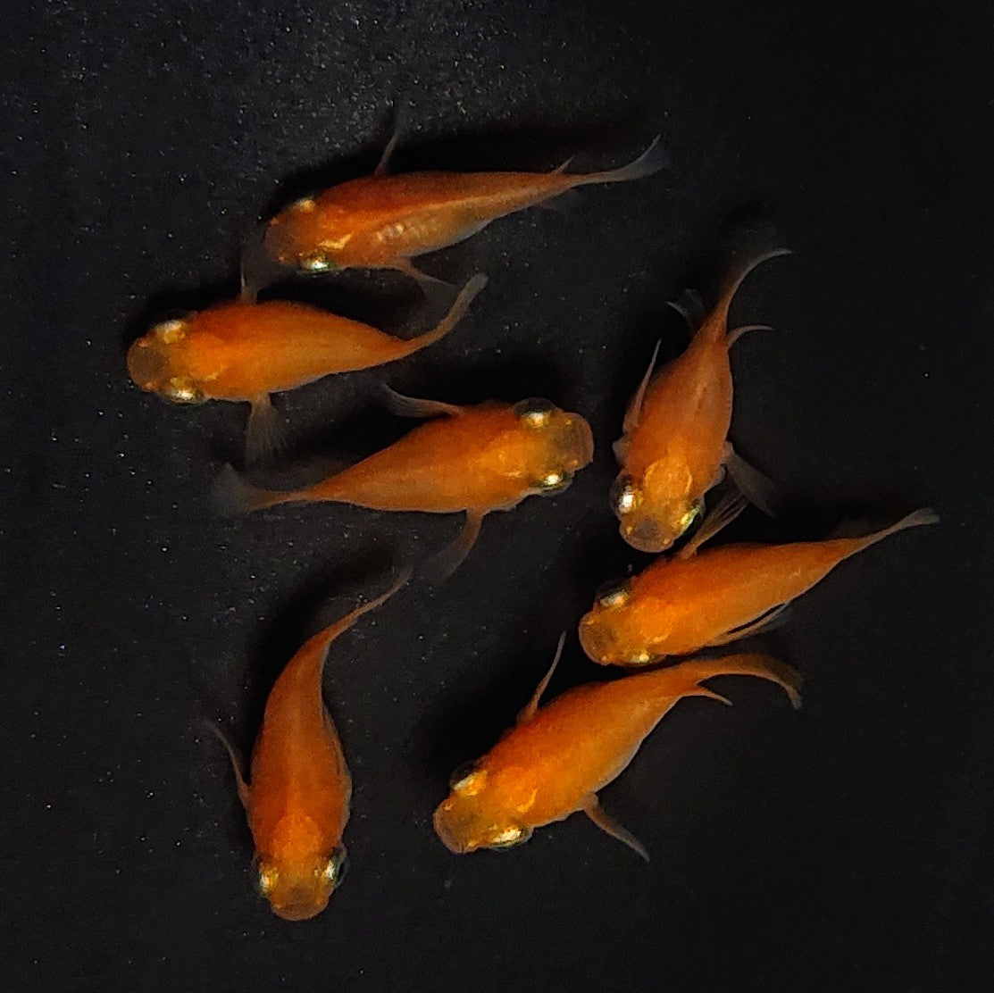 紅帝だるま　ペア