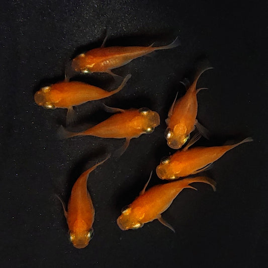 【稚魚】紅帝だるま　稚魚10匹