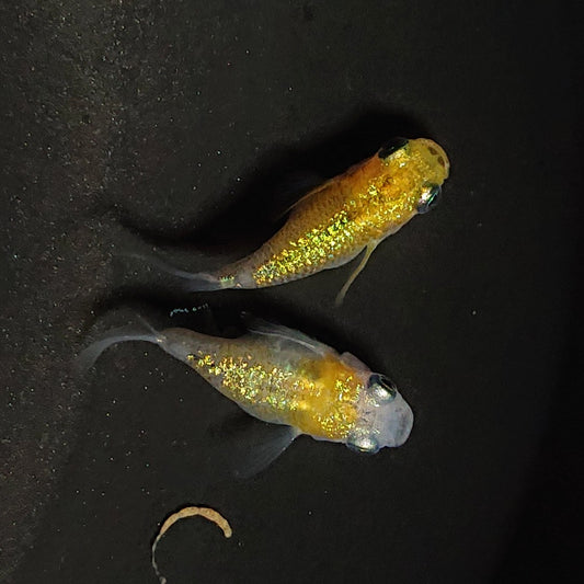 【稚魚】夜桜だるま　稚魚10匹
