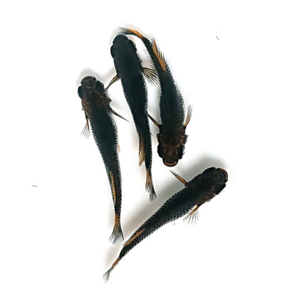 【稚魚】夢神　稚魚10匹