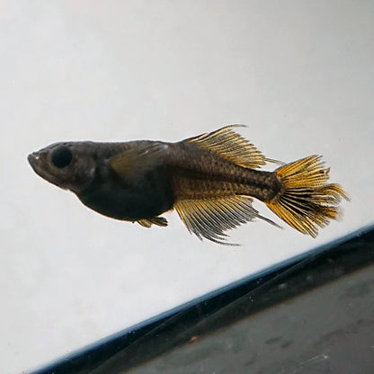 【稚魚】阿形　稚魚10匹