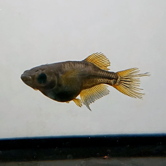 【稚魚】阿形　稚魚10匹