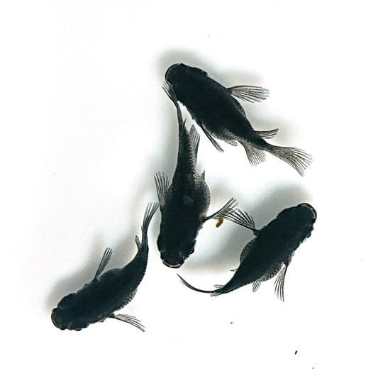 【稚魚】オロチだるま　稚魚10匹
