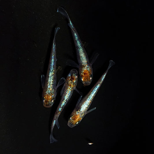 【稚魚】桔梗菊　稚魚10匹