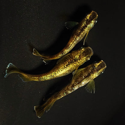 【稚魚】金箔和墨　稚魚10匹