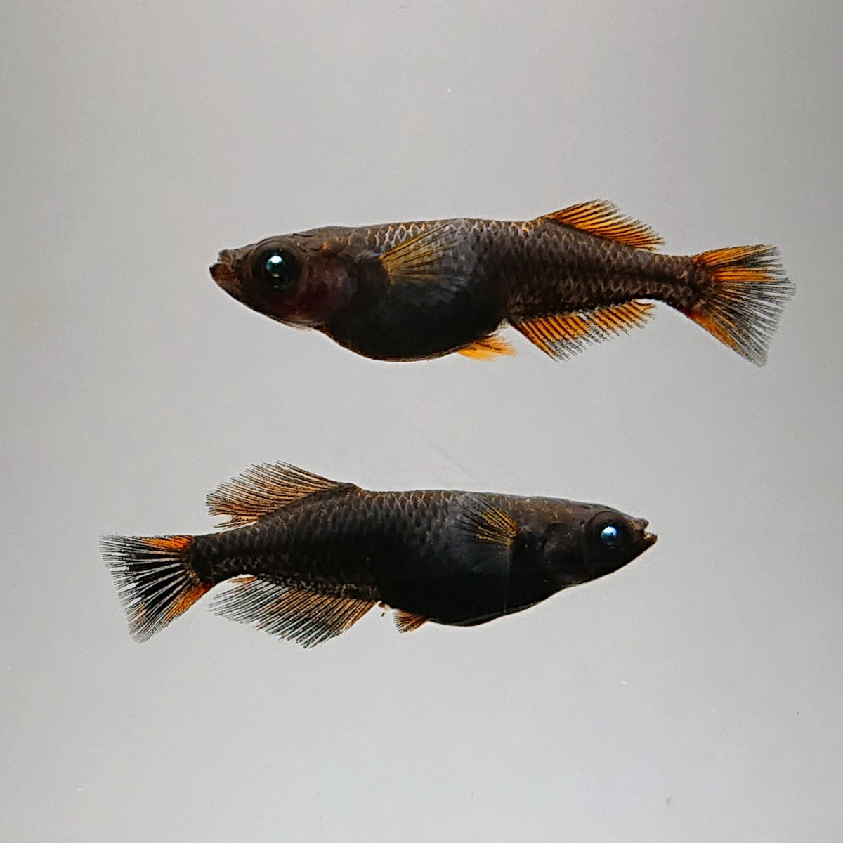 【稚魚】夢神　稚魚10匹