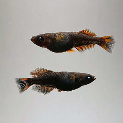 【稚魚】夢神　稚魚10匹