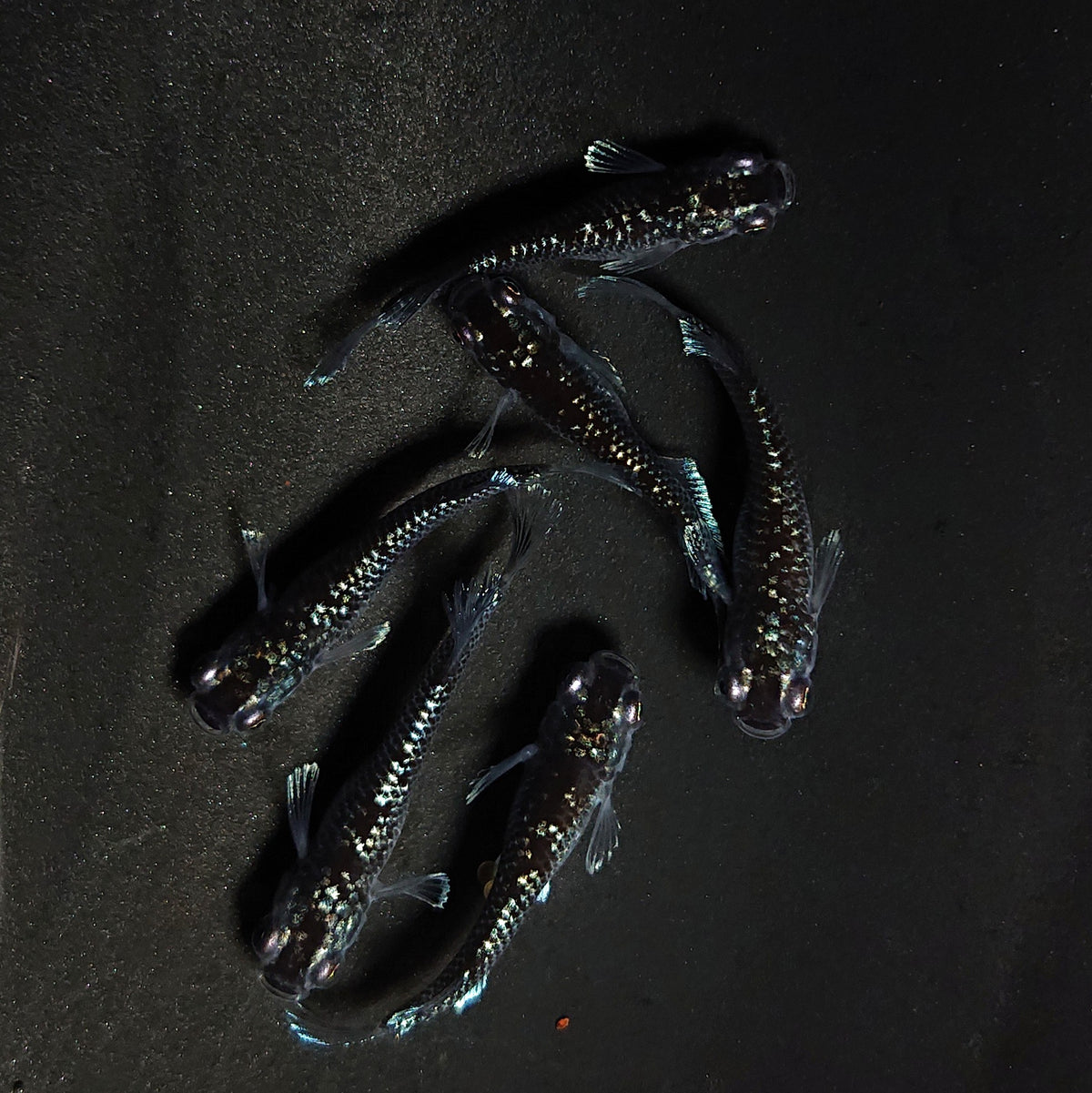ミッドナイトフリル　ペア