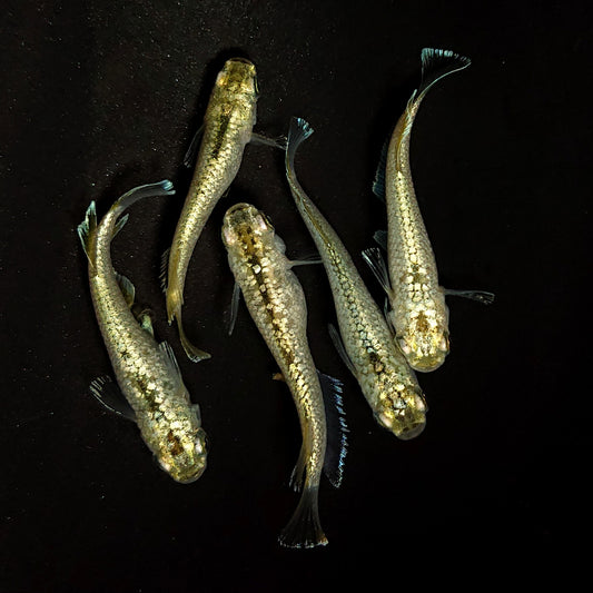【稚魚】アハルテケ　稚魚10匹