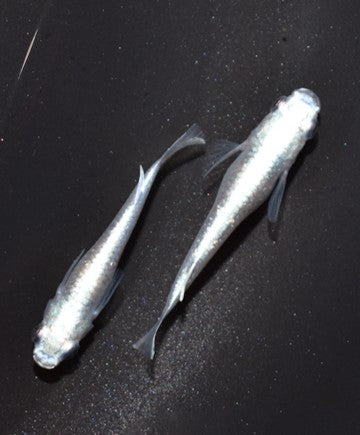 幹之　成魚5匹