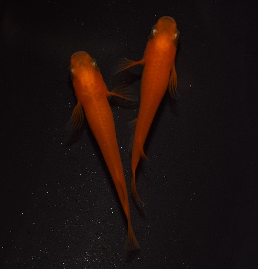 紅帝（楊貴妃）　成魚5匹