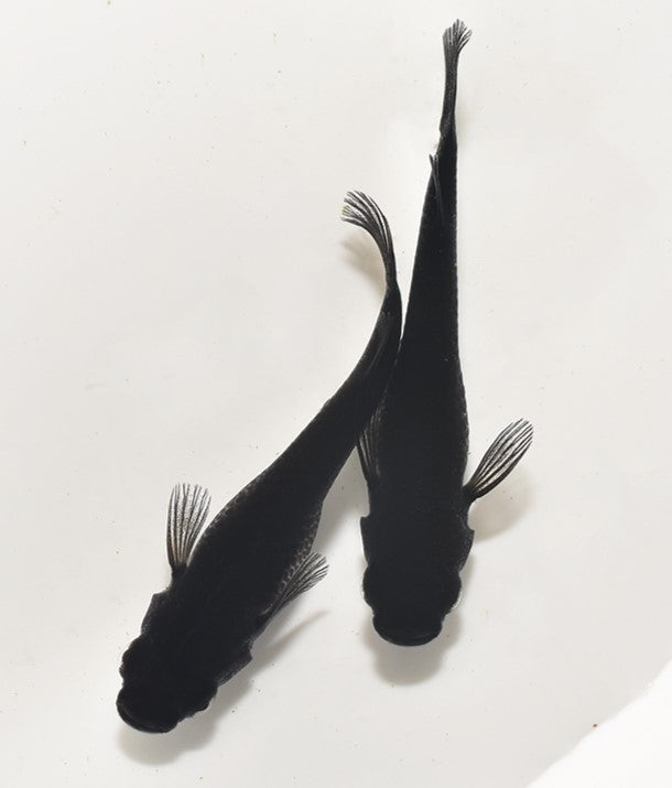 オロチ　成魚5匹
