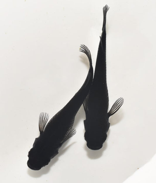 【稚魚】オロチ　稚魚10匹